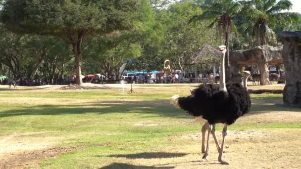 autruche adulte courant dans un parc  