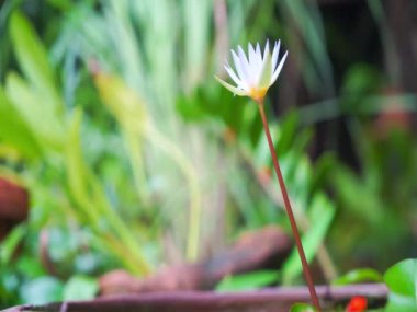 Lotus Çiçek bahçesinde bulunan güçlü rüzgarlı tek 