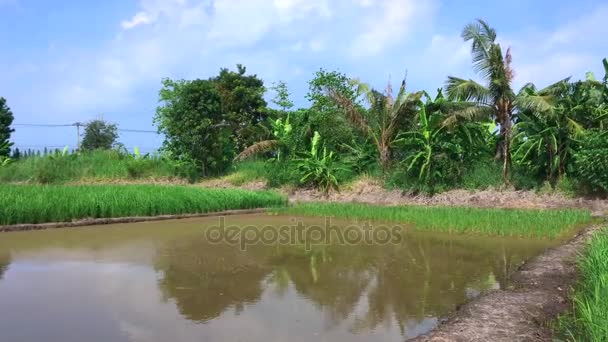Zelená rýžového pole s jednou prázdnou rýžového pole plné vody. — Stock video