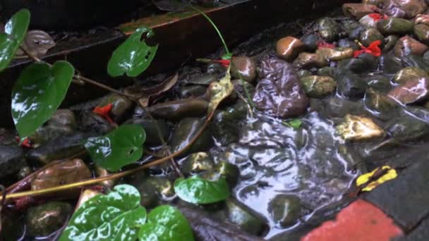 Медленное движение Вода Splah на стороне сада прогулка в дождливый день зум в — стоковое видео