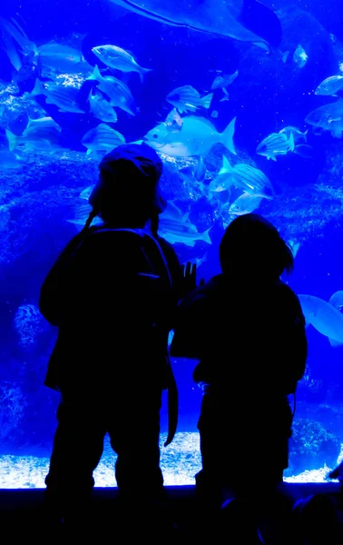Тень детей, глядящих в большой аквариум с рыбой — стоковое фото