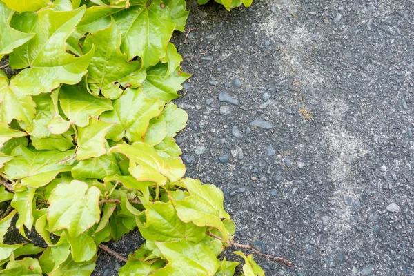 Verde deixa alpinista vegetal na parede de concreto — Fotografia de Stock