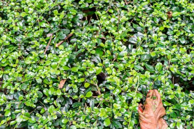 Yeşil bitki kurşun duvar doku ve arka plan