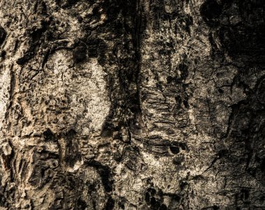 Kahverengi ahşap ağaç gövdesi ile doku ve arka plan ağaç kabuğu