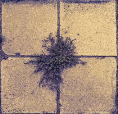 Bitki sokak kaldırım döşeme dışında büyüyor