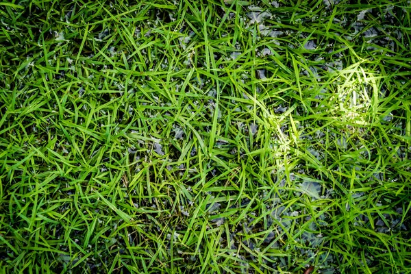 光のボケ味を持つ庭の草の床が濡れています。 — ストック写真