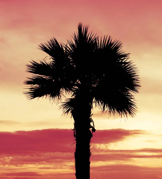 Silhouette Kokosnussbaum Schatten Auf Orange Sonnenuntergang Himmel Strand — Stockfoto