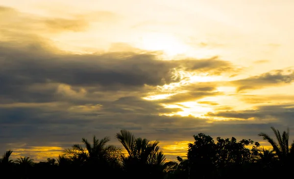 Cielo Nuvola Oro Sopra Foresta Alberi Tropicali — Foto Stock