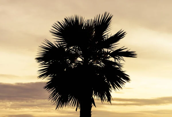 Sombra Silueta Árbol Coco Cielo Dorado — Foto de Stock