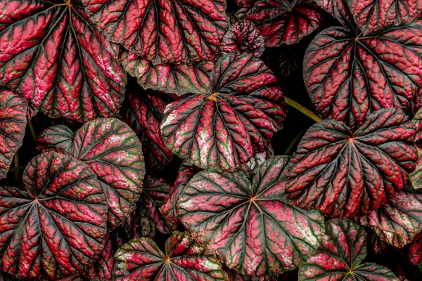 Kırmızı yaprak bitki doku desen Üstten Görünüm