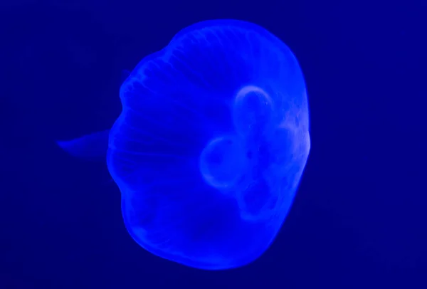Méduse blanche nageant en eau bleue — Photo