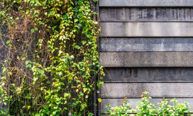 Taş beton duvar surround arka plan için bitki tarafından