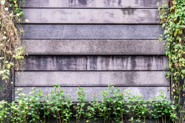 Taş beton duvar surround arka plan için bitki tarafından