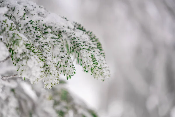 Frozen Tree Branch cover with snow and ice closed up shot — Stock Photo, Image