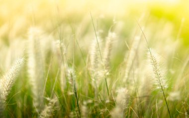 Altın çimen tarlası, doğa arka planı için altın gündoğumuyla kaplandı.
