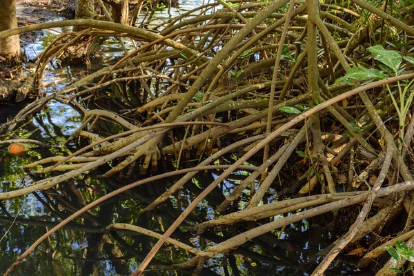 Типичная мангровая растительность — стоковое фото