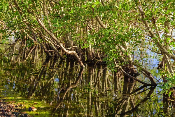 Vegetação típica de manguezal — Fotografia de Stock