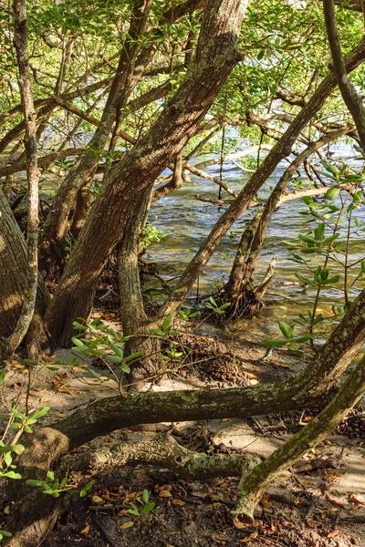 Típica vegetación de manglar — Foto de Stock