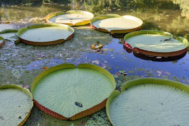 Vitoria amazonica su