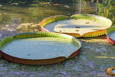 Vitoria amazonica su