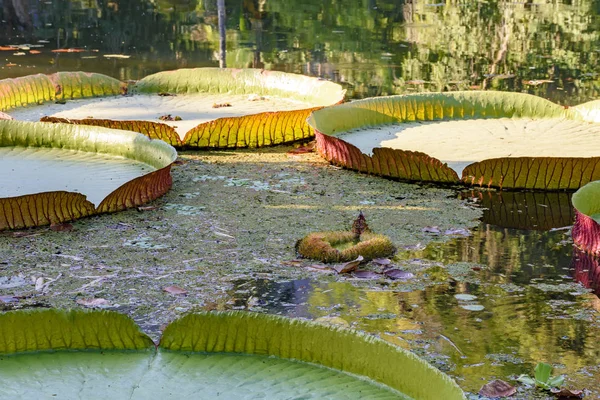 Vitoria amazonica su