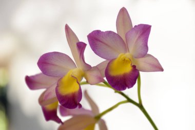 Orkide ayrıntılarını 