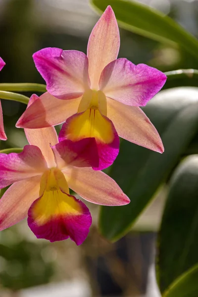 Detalhes da orquídea — Fotografia de Stock