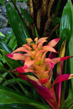 Bromelia detay 