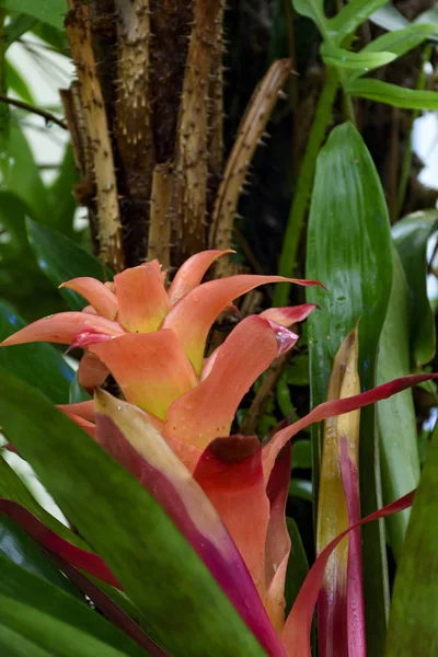 Bromelia の詳細 — ストック写真