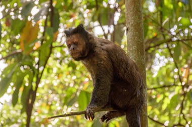 Siyah Capouchin maymun 