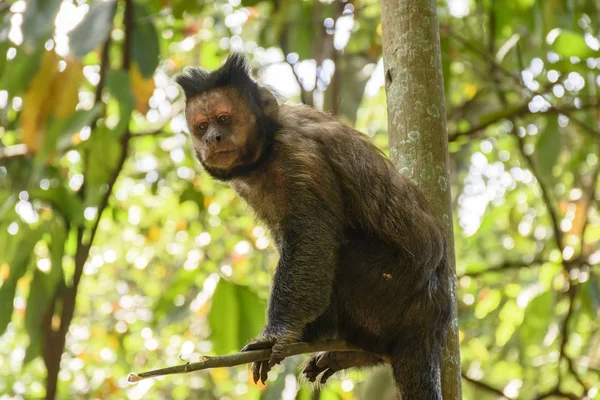 Mono Capouchin negro —  Fotos de Stock