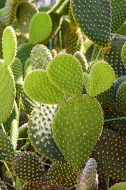 Kaktüs dikenleri ile detay 