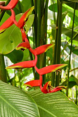 Ayrıntı bromelia çiçek