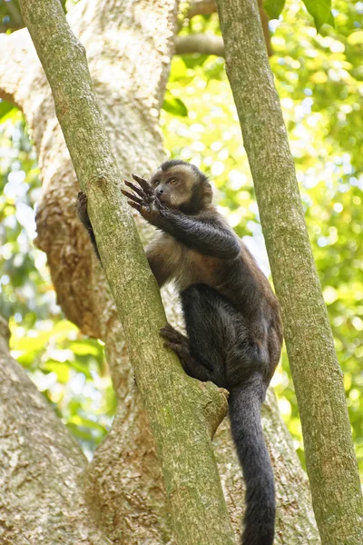 Macaco capouchin preto jovem na floresta — Fotografia de Stock