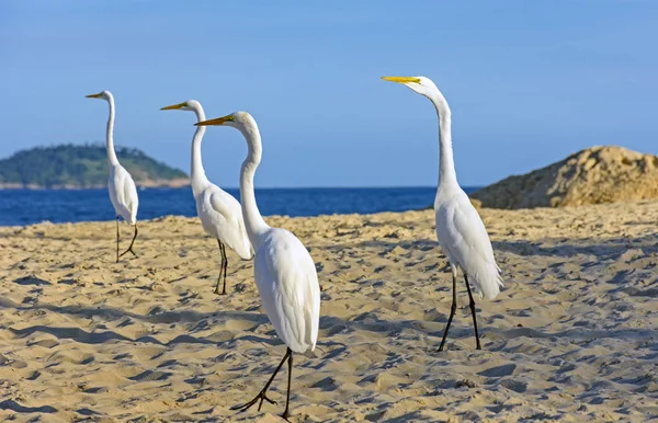 White heron on sand