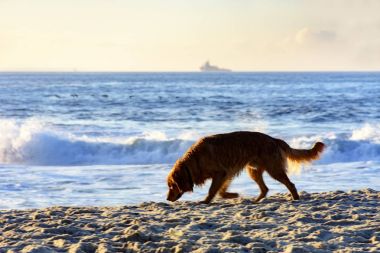 Kumsalda yürüyen köpek