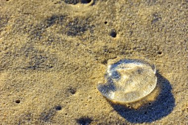 kum üzerinde denizanası