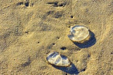 kum üzerinde denizanası