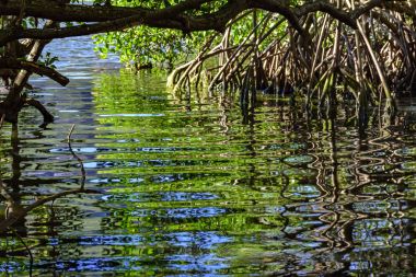 Tropik mangrov geleneksel ve yoğun bitki örtüsü