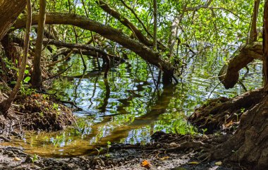 Tropik mangrov geleneksel ve yoğun bitki örtüsü