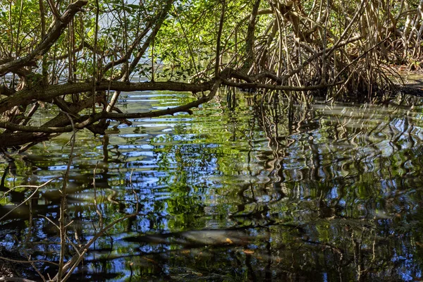 Vegetación tradicional y densa de manglares tropicales — Foto de Stock