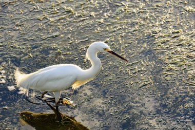 Beyaz genç suları ve öğleden sonra gölün bitki yürürken balıkçıl