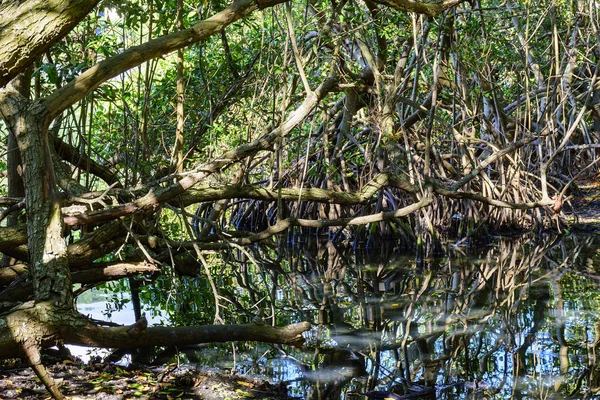 Плотная Типичная Растительность Тропических Мангровых Лесов Растения Вода Смешиваются Характерной — стоковое фото