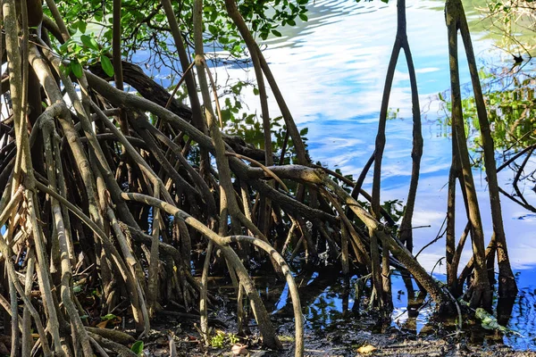 Плотная Типичная Растительность Тропических Мангровых Лесов Растения Вода Смешиваются Характерной — стоковое фото