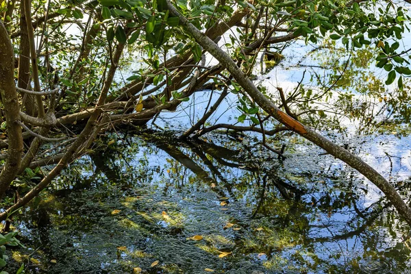 Πυκνή Τροπική Βλάστηση Μαγγρόβια Πάνω Από Νερό Μια Περιοχή Διατηρημένο — Φωτογραφία Αρχείου