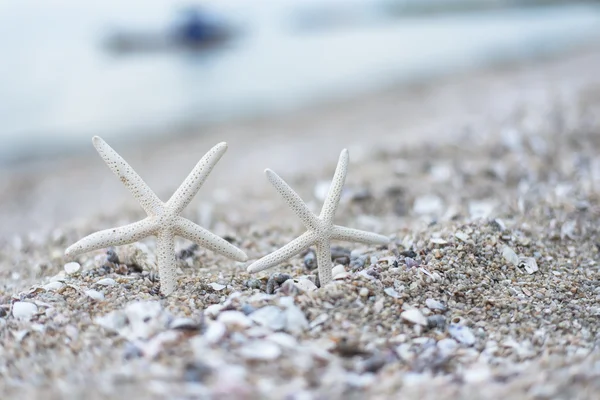 Stella marina sulla spiaggia sabbiosa estiva con il mare azzurro sullo sfondo con piccole onde. Viaggio, vacanza e vacanza nella tranquillità estiva concetto di vacanza e relax . — Foto Stock