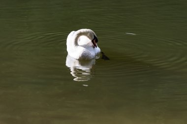 Beyaz Kuğu uo kapatın 
