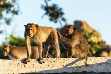 Tayland park oturan bir kahverengi maymun