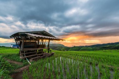 Pirinç tarlaları üzerinde Mu Cang Chai, Yenbai, Vietnam Teras. Kuzey Vietnam, hasat pirinç tarlaları hazırlamak