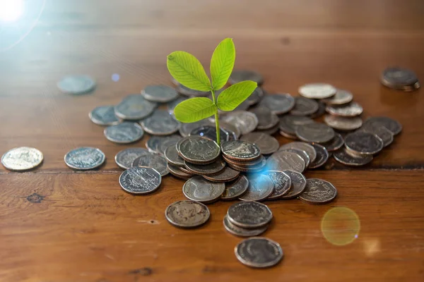 Planta Está Creciendo Ahorrar Dinero Para Ahorrar Concepto Dinero Concepto —  Fotos de Stock